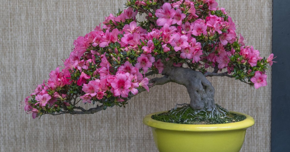Discover a Rare Display of Satsuki Azalea Bonsai | Longwood Gardens